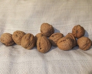 £2.00/kg loose Walnuts Californian in Shell,  bag 30 kg Stevenage