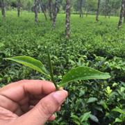 Loose Earl Grey Tea Leaves